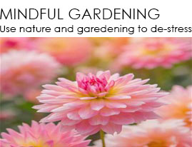 Garden video link